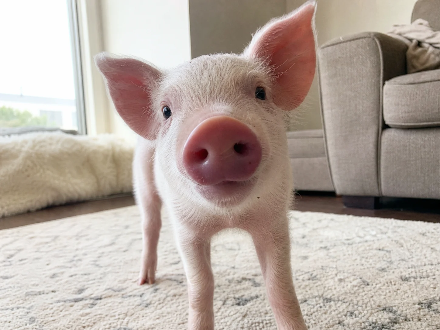 Natural iPhone-style photo of a Pig before Comic Book conversion