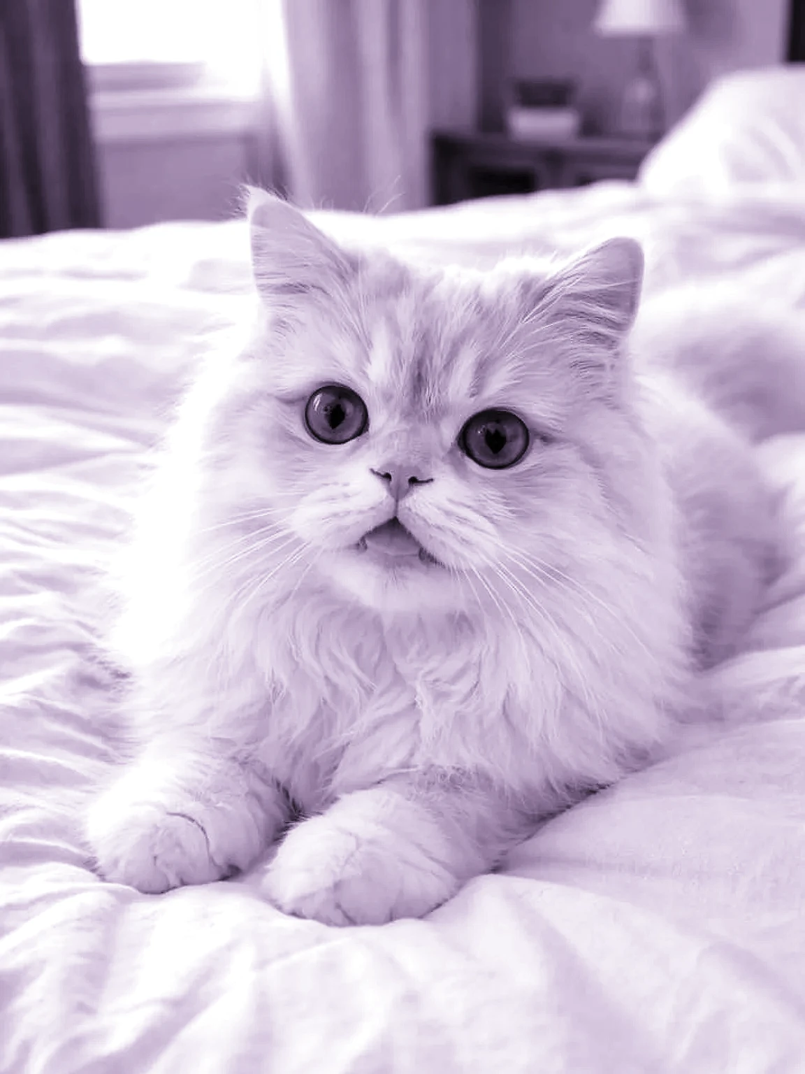 Fantasy Storybook White longhair cat pet portrait example