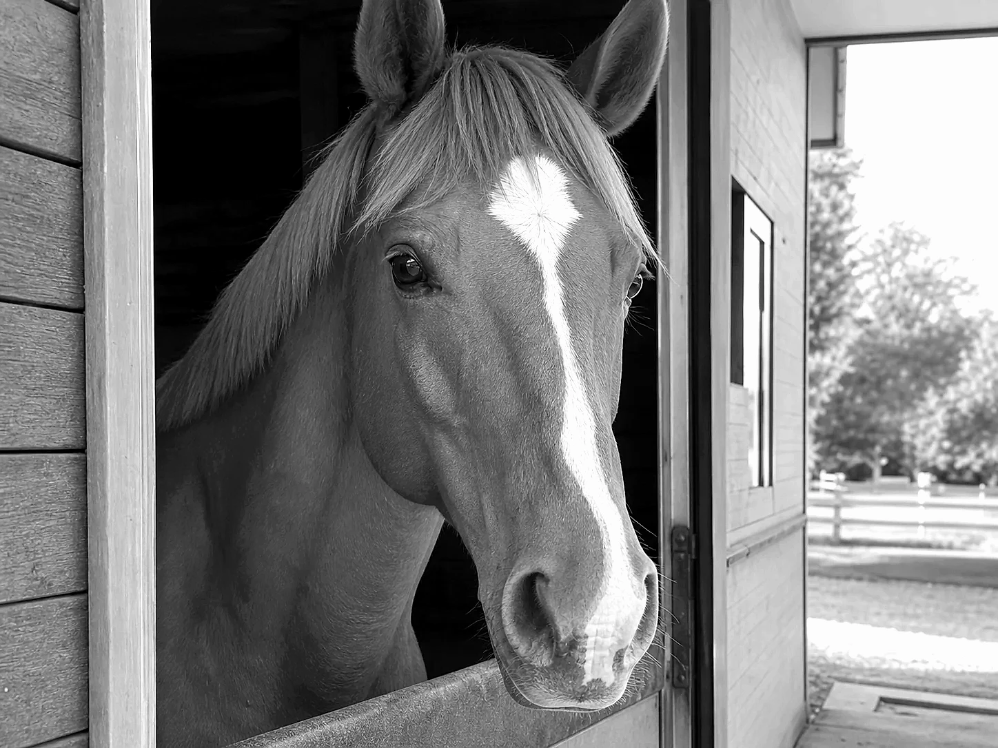 Ink Wash Horse pet portrait example