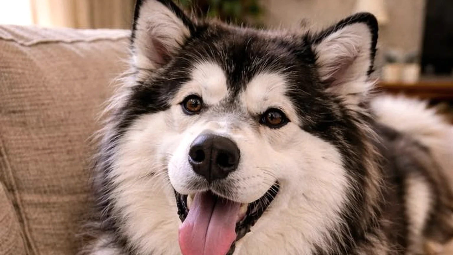 Natural iPhone-style photo of a Husky before Neon Cyberpunk conversion