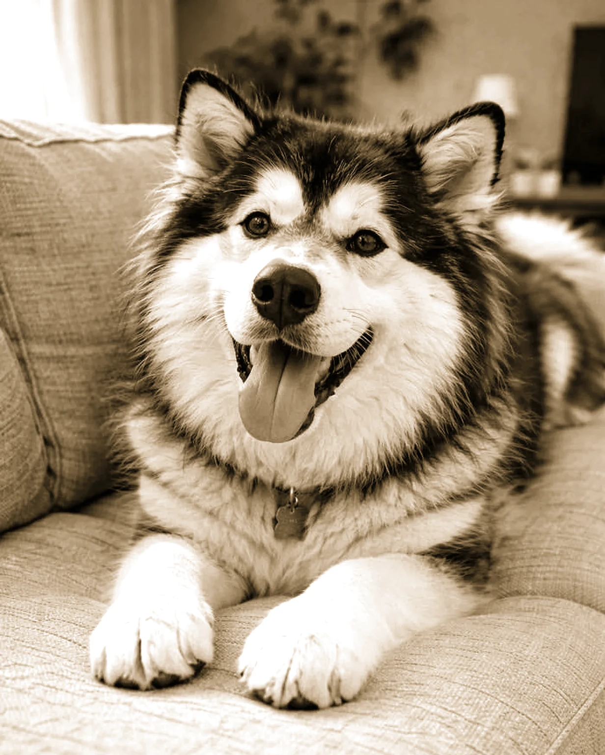 Renaissance Fresco Husky pet portrait example